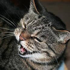 Huskat Arvin (R.I.P.)