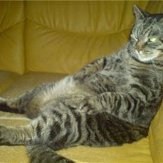 Huskat Arvin (R.I.P.)