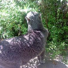 Huskat Whisky (R.I.P.)