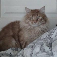 Maine Coon tiger