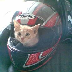 Huskat Mister/Psyko Mis