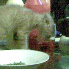 Huskat Mister/Psyko Mis