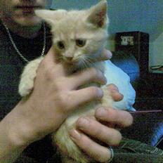 Huskat Mister/Psyko Mis