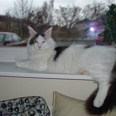 Maine Coon Sheercoons Ozzy