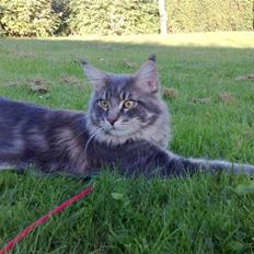 Maine Coon Carloz