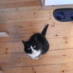 Huskat Smokingkat FredeBo's Mille