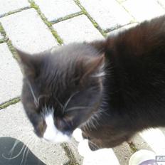 Huskat Smokingkat FredeBo's Mille