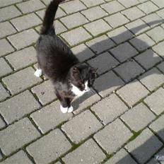 Huskat Smokingkat FredeBo's Mille
