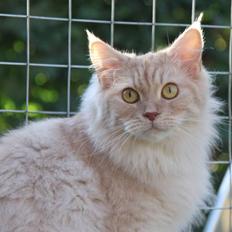 Maine Coon Mindy * Flyttet *