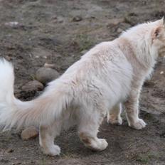 Maine Coon Mindy * Flyttet *