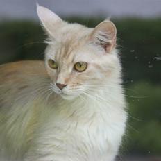 Maine Coon Mindy * Flyttet *