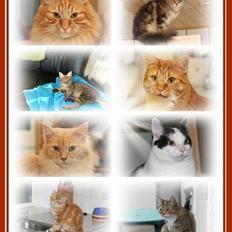 Maine Coon Zindy "Flyttet"
