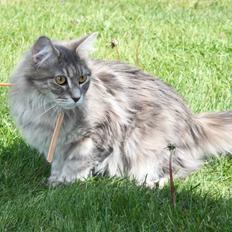 Maine Coon Zindy "Flyttet"