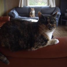 Huskat Nami-Mis (Misser) (Dolly) SOLGT