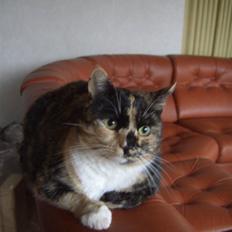 Huskat Nami-Mis (Misser) (Dolly) SOLGT