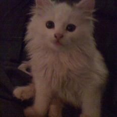 Blanding af racer Blobber R.I.P. :'( <3