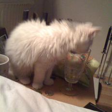 Blanding af racer Blobber R.I.P. :'( <3