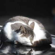 Blanding af racer KISSER