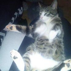 Blanding af racer Speedy