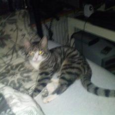 Blanding af racer Speedy