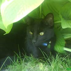 Huskat Jack ( forsvundet )