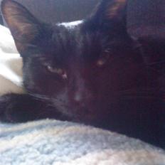 Huskat Jack ( forsvundet )