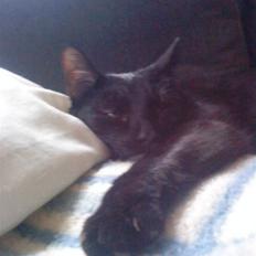 Huskat Jack ( forsvundet )