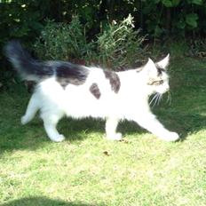 Maine Coon Sheercoons Ozzy