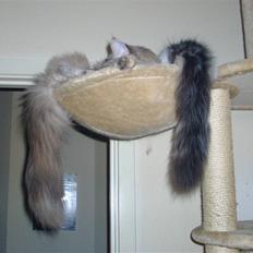 Maine Coon Sheercoons Ozzy