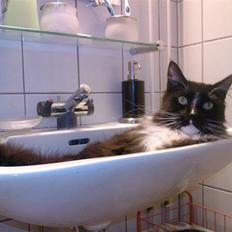 Maine Coon Sajuni's Bilbo Baggins