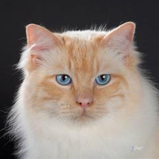 Ragdoll S*Peninsula's Arinto