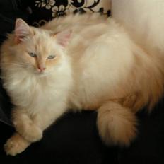 Ragdoll S*Peninsula's Arinto