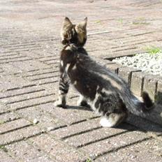 Blanding af racer Minnie You |Mivs|