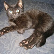 Huskat Emil (RIP den 9/1-10)