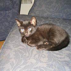 Huskat Emil (RIP den 9/1-10)