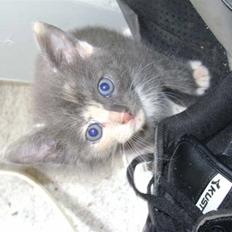 Blanding af racer freja