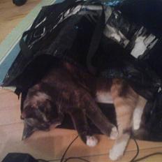 Blanding af racer freja