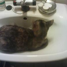 Blanding af racer freja