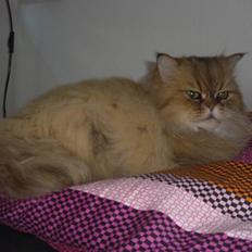 Perser Columbus Be Beauperfield 