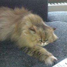 Perser Columbus Be Beauperfield 