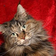 Maine Coon DK's bright Magdalena