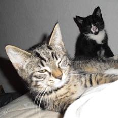 Blanding af racer Kjeldsen