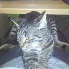 Blanding af racer Kjeldsen