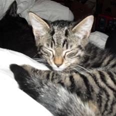 Blanding af racer Kjeldsen