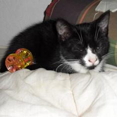 Blanding af racer Wittmann