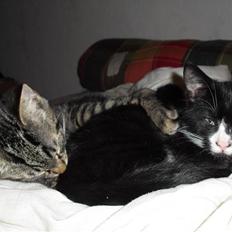 Blanding af racer Wittmann