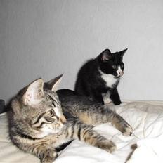 Blanding af racer Wittmann