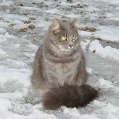 Blanding af racer Chess