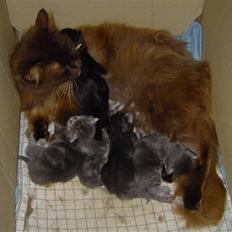 Blanding af racer Chess