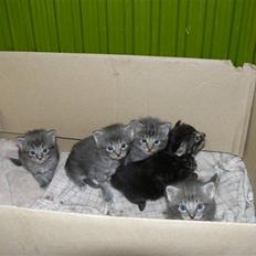 Blanding af racer Chess